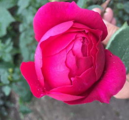 适合种植的地区