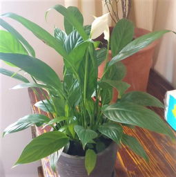 山乌龟， 不起眼却美丽