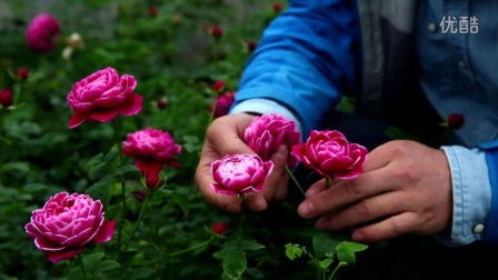 玛丽月季花的美丽瞬间