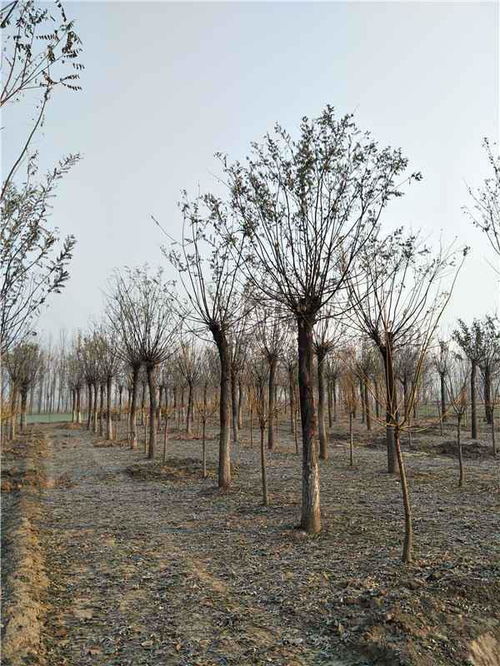 合欢树价格探秘：30公分合欢树多少钱一棵？