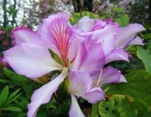 宫粉羊蹄甲的美丽传说