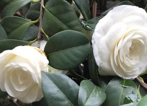 冬季茶花如何养护？如何让其在寒冷季节绽放