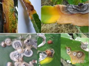 夏季火龙果溃疡病是火龙果常见病害
