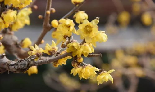 腊梅：冬季的奇迹