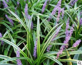 病虫害防治：金边麦冬草的守护神