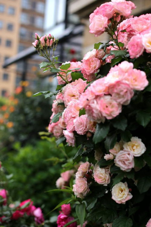 藤本樱霞：花瀑般的生命力