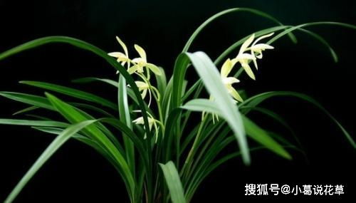 养兰花用哪种土最好？透气又肥沃的土壤是关键