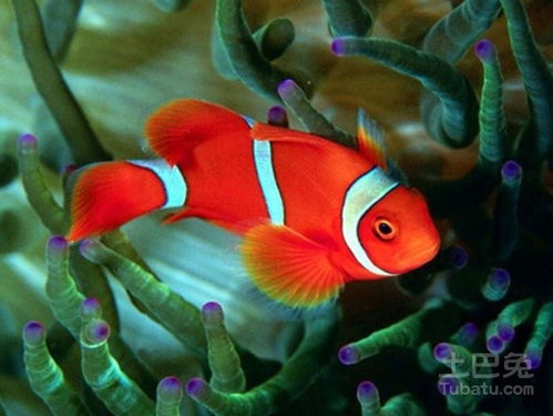 硫酸铜：传统杀虫剂，效果如何？