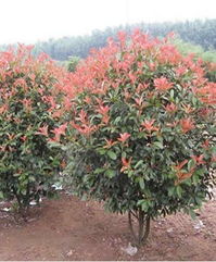 四季红叶， 美丽不落幕