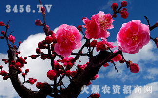 梅花花后修剪方法有哪些？如何进行修剪以促进来年花芽分化