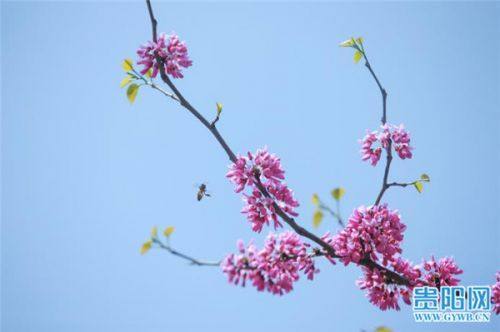 生长温度与用途