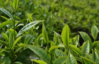 素心兰茶叶，品种有哪些？