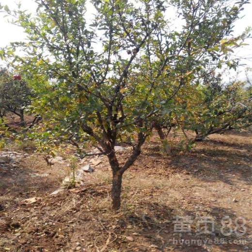 石榴树的成长轨迹：品种与生长