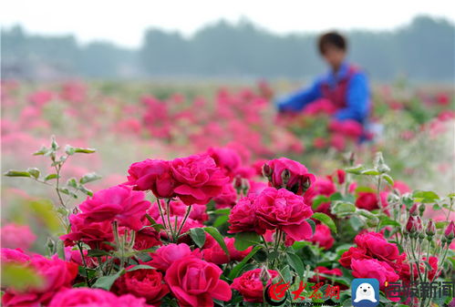 大面积玫瑰花种植方法与阳光玫瑰扩张