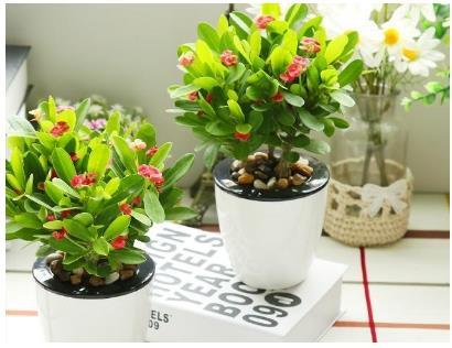 “春天养什么植物？”