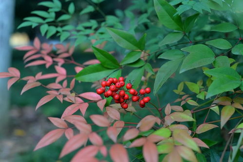 彩叶草有毒吗？养这种植物要注意哪些方面