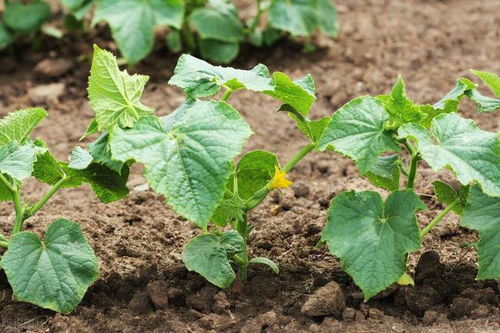 代森锰锌：作物病害的克星