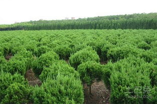 丰富的花卉苗木品种