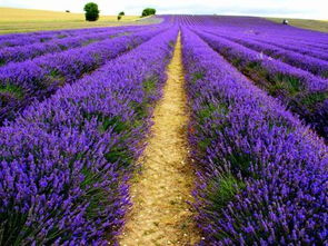 玫瑰花开，浪漫满园