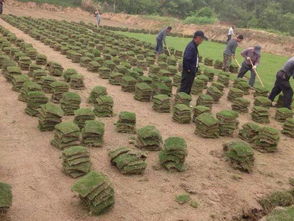 技术创新， 是关键