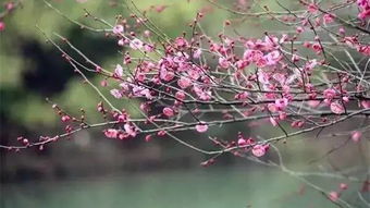 地区差异的影响