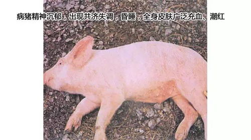 仔猪为何压死、饿死、冻死？是这些问题在作怪吗？