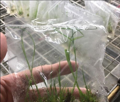 施肥不是多多益善