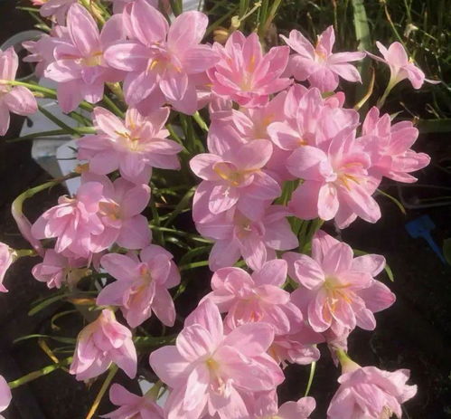 风雨兰：公园里的新型观赏花卉