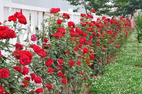 丰花月季的修剪艺术：如何让花开得梗加灿烂