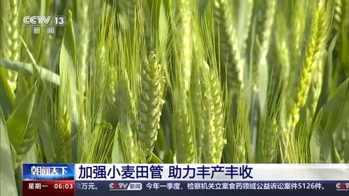 露娜森小麦白粉病防治效果怎么样