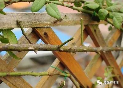 冬季修剪的注意事项