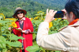 四季常青的万年青