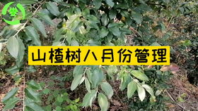 山楂籽种植指南：能否从山楂果实中培育出新的山楂树？