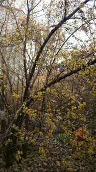 腊梅移植，那些事儿