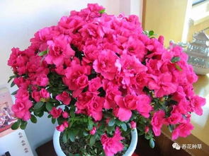 杜鹃花——云南的特产