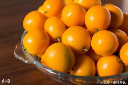 金桔挂果后如何施肥才能提高产量