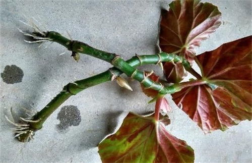 四季海棠真的能四季开花吗？它的特点及种植技巧有哪些