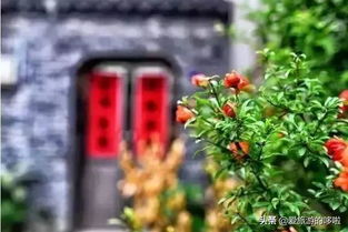 丁香树在家庭院落种植时如何避免病虫害