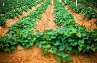 百合科葱属植物， 野生花卉