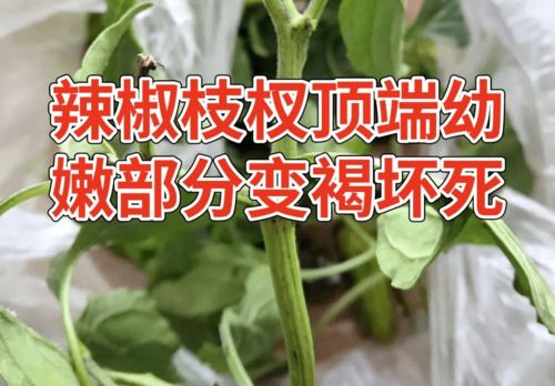 忒别注意：海拔每升高500米， 种植时间要推迟7-10天