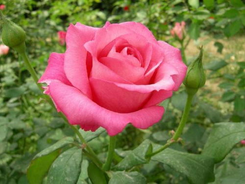 丰花月季：月季中的花中花