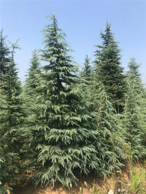 挖坑填土， 浇水有讲究