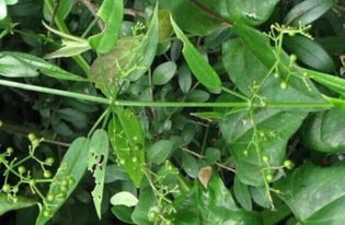 为啥专家说的数差这么多？