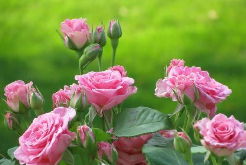 浇水太多或太少，dou是黄叶的罪魁祸首