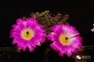 美花角一年开几次花，其开花特点受哪些因素影响