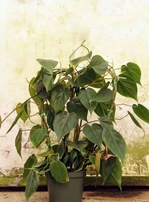 光照探秘：桥下光线的秘密