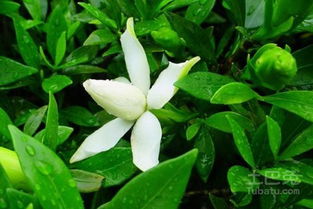 栀子花的成长与修剪大揭秘