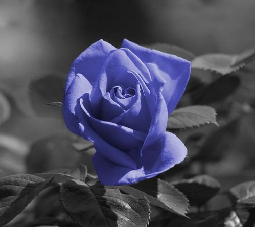 爱情的花朵，情感寄托