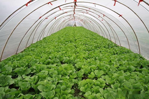 室内种菜小妙招， 让你家“绿意盎然”又健康