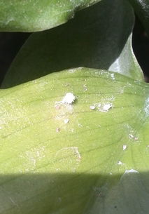 花上长白密虫怎么防治？有效方法有哪些
